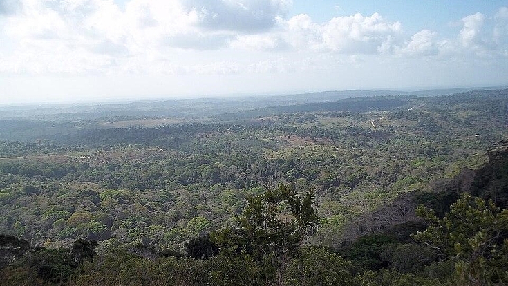 A visual anchor for the coastal forest ecosystem to which Mrima Hill belongs