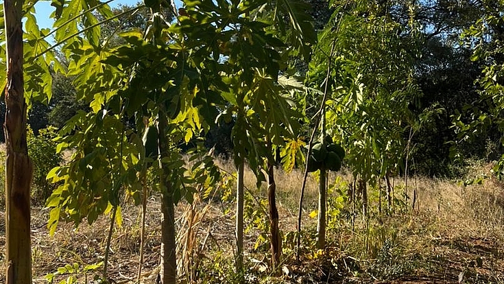 Fruit trees in agroforestry systems enhance productivity and diversify yields for sustainable farming